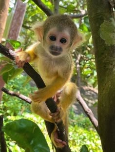 a small monkey sitting on top of a tree branch