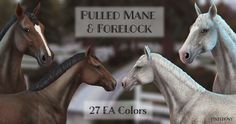 three horses standing next to each other in front of a sign that says pulled mane and forelock