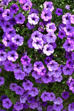 purple flowers are blooming in the garden