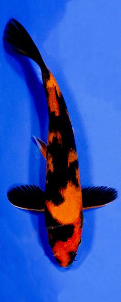 an orange and black fish floating on top of blue water