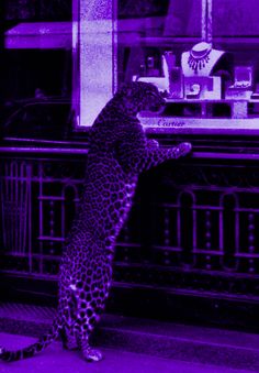 a leopard standing on its hind legs in front of a store window with purple light