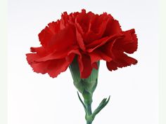 a single red carnation flower on a white background