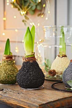 three vases with plants growing out of them on a table next to some lights