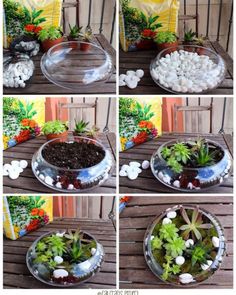 four pictures show different stages of growing succulents and rocks in a bowl