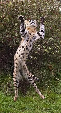 a cat standing on its hind legs in the grass with it's paws up