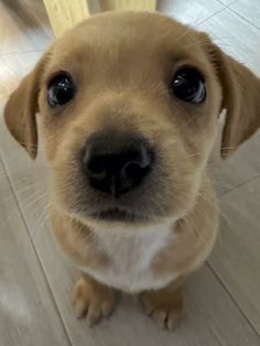 a small brown dog sitting on top of a white tile floor