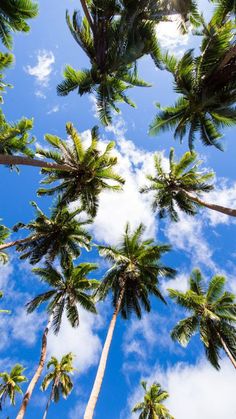 looking up at tall palm trees with blue sky and clouds in the backgroud