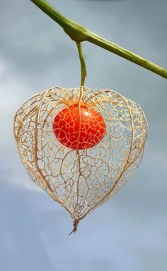 a heart shaped plant hanging from a tree branch with a red fruit on it's end