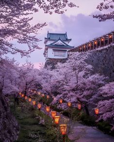 lanterns lit up in front of a castle with cherry blossom trees lining the walkways