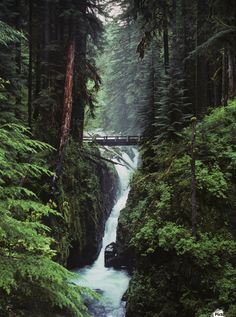 a river running through a forest filled with green trees and tall pine trees next to a bridge