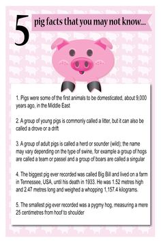 five pig fact that you may not know info from the pink pig project on flickr