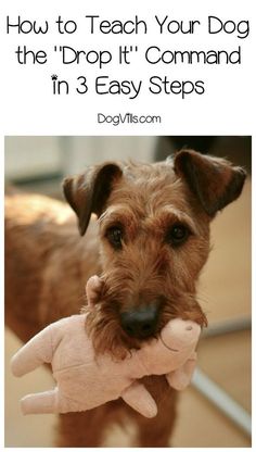 a brown dog holding a stuffed animal in its mouth with the caption how to teach your dog the drop it command in 3 easy steps