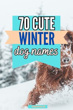 a dog running in the snow with text overlay that reads, 70 cute winter dog names