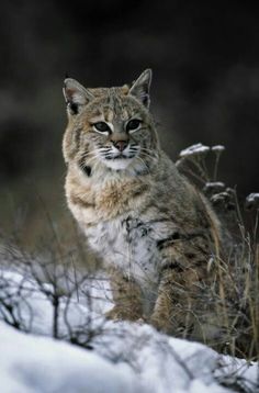 a bobcat walking in the snow with its eyes open and looking at the camera