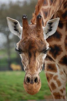 a giraffe standing in front of a lush green field