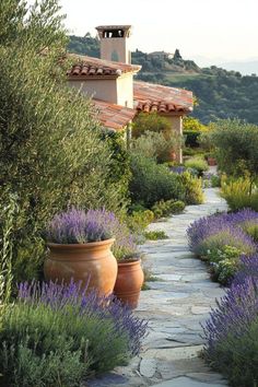 a stone path between two large clay pots with lavender growing on each side and a bell tower in the background