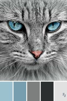 a gray cat with blue eyes is shown in color swatches, and the image has been