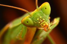 a close up view of a green insect