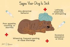 a dog laying on its side with the words signs your dog is sick written below