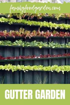 an outdoor garden with lots of lettuce growing on the wall and text overlay that reads, gutter garden