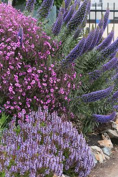 purple flowers are growing next to some rocks