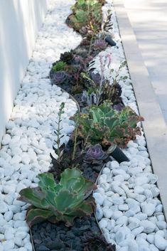 there are many different plants growing in the rock lined garden bed on this side walk