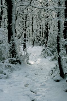 a snow covered path in the middle of a forest