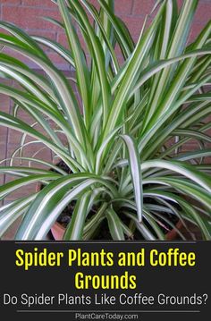 a close up of a plant in a pot on a brick wall behind it is an image of green and white striped leaves