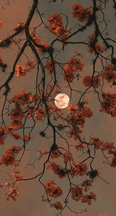 the full moon is seen through some red flowers on a tree branch in front of a cloudy sky