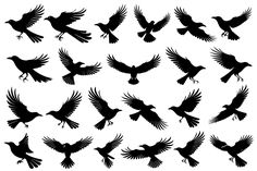 black silhouettes of birds flying in the air, with wings spread out and outstretched