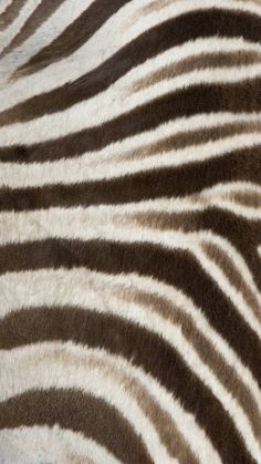 closeup of the stripes on a zebra's fur