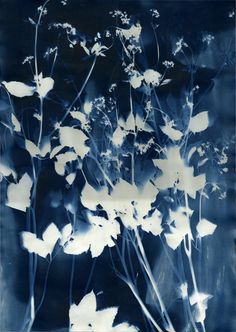 blue and white photograph of flowers in the dark