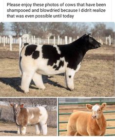 two pictures of cows in a fenced in area and one is brown and white