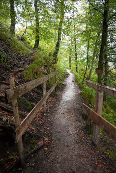 a path in the woods leading to a wooden fence