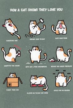 an image of cats doing different things in the same place with caption that reads how a cat shows they love you