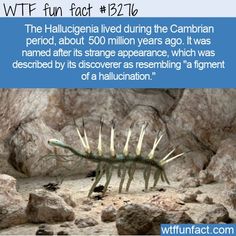 WTF Facts : funny, interesting & weird facts WTF Fun Fact 13276 - Hallucigenia 13276 #Animals #cambrianage #fact #facts #fossils #funfactsaboutanimals #funnyanimalfacts #Hallucigenia #Nature #prehistoric #randomfact #randomfacts #randomfunnyfact #Science #Weird #weirdanimalfacts #wtf #wtffact #wtffunfact Funny Animal Facts, Fun Facts About Animals, Facts Funny, Odd Stuff, Funny Random, Top Memes