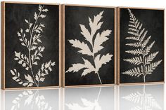 three framed art pieces with leaves on black and white canvases, one is in the foreground