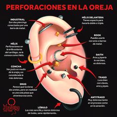 an ear with different parts labeled in spanish