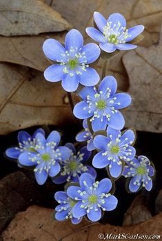 small blue flowers are growing out of the ground