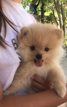 a person holding a small dog in their arms