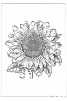 Detailed black and white sunflower illustration with swirling petals.