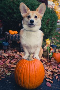 a corgi dog sitting on top of a pumpkin in front of some bushes