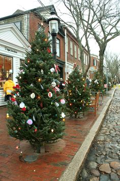 christmas trees are lined up on the sidewalk