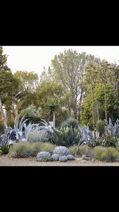 an assortment of plants and trees in a garden