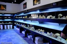 a man standing in front of a fish tank filled with rocks and other marine life