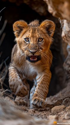 a young lion cub running through a cave