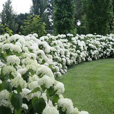 white flowers line the edge of a garden