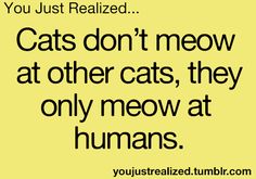 a yellow background with the words cats don't meow at other cats, they only meow at humans