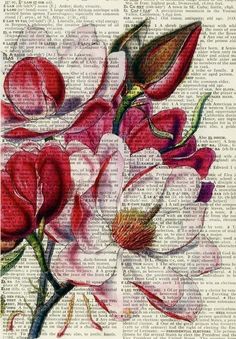 an old book page with red and white flowers on it