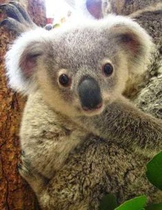 a koala bear sitting on top of a tree next to a leafy branch